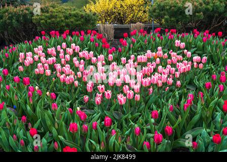 Un lit de tulipes en forme de coeur dans un petit parc à Squamish, Colombie-Britannique, Canada. Banque D'Images