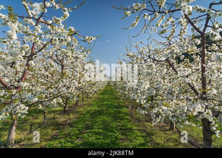Un verger de pommes en pleine floraison près d'Oliver, en Colombie-Britannique, au Canada. Banque D'Images