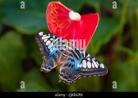 Le papillon Malaysian Blue Clipper et la fleur d'anthurium rouge aux jardins de Callaway, Géorgie, États-Unis. Banque D'Images