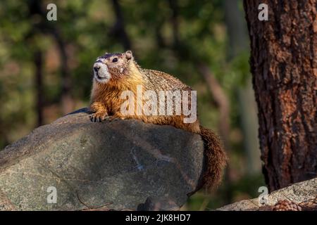 Un élevage de marmottes dans les vergers de l'Okanagan près de Keremeos, en Colombie-Britannique, au Canada. Banque D'Images