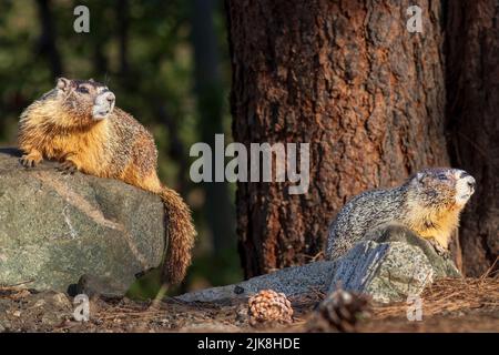 Un élevage de marmottes dans les vergers de l'Okanagan près de Keremeos, en Colombie-Britannique, au Canada. Banque D'Images