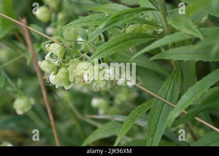 Silene baccifera, Berry catchfly fleurs blanches gros plan sélectif foyer Banque D'Images