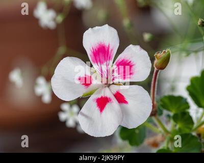 Fleurs, jolie fleur de géranium ou de pélargonium aux pétales blancs et aux marques roses chaudes, fleurs blanches lainantes de bébé derrière, jardin australien Banque D'Images