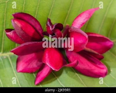Fleurs en gros plan, fleurs rouge foncé du Frangipani ou du Plumeria sur une feuille verte, provenant d'un jardin côtier australien Banque D'Images