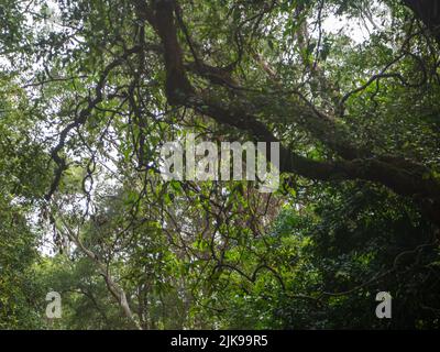 Oxygène, beaux arbres verts feuillus dans le Bush australien avec des branches tortueuses, air frais, climat subtropical, Australie Banque D'Images