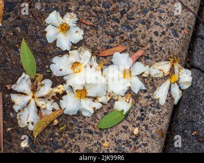 Fleurs de l'arbre de Gordonia ou de l'usine d'oeufs Fried, tombés sur le sol, côté ensoleillé vers le haut! Faire un joli motif sur le chemin de béton, jardin australien Banque D'Images