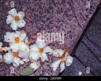 Fleurs de l'arbre de Gordonia ou de l'usine d'oeufs Fried, tombés sur le sol, côté ensoleillé vers le haut! Faire un joli motif sur le chemin de béton, jardin australien Banque D'Images