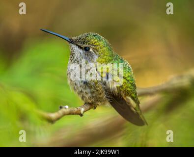 Un jeune colibri d'Anna (Calypte anna) perçant sur une branche d'arbre. Banque D'Images