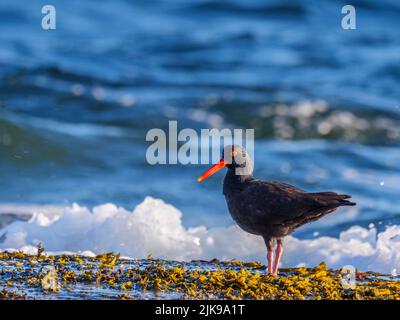 Un aroyeur noir (Haematopus bachmani) qui se trouve au bord de la mer. Banque D'Images