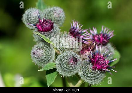 Arctium tomentosum, fleurs violettes laineux ou en aval, gros plan sélectif Banque D'Images