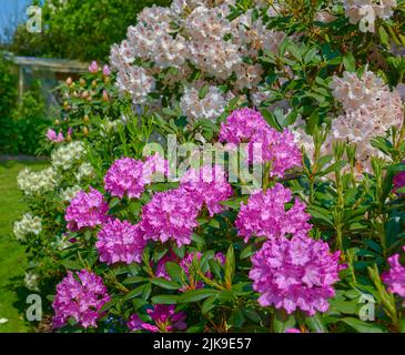 Rhododendron dans mon jardin. Une série de photos de rhododendron dans le jardin. Banque D'Images