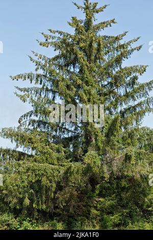 Épinette de Sitka 'Picea sitchensis', cônes femelles et mâles, conifères, arbre à feuilles persistantes. Banque D'Images