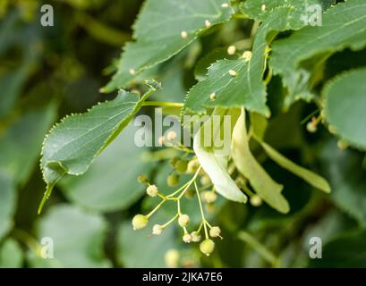 Tilleul avec fleurs - temps de récolte. Arrière-plan naturel Banque D'Images