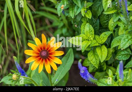 Gerbera ou Gaillardia aristota ou fleur de couverture, fleur jaune rouge en pleine floraison Banque D'Images