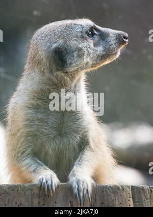 Gros plan d'un meerkat d'alerte, suricata suricata, photographié en profil au zoo de Houston au Texas. Banque D'Images