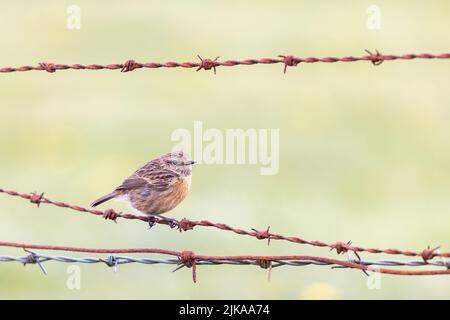 Femelle Stonechat [ Saxicola rubicola ] sur une ancienne clôture barbelée avec un arrière-plan propre et hors foyer Banque D'Images