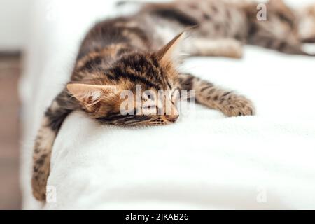 Joli marbre chaton bengale âgé d'un mois dormant sur la couverture de fourrure blanche. Banque D'Images