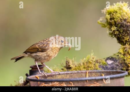 Jeune Robin [ erithacus rubecula ] sur plateau d'alimentation en fil métallique avec la méalworm dans le bec Banque D'Images