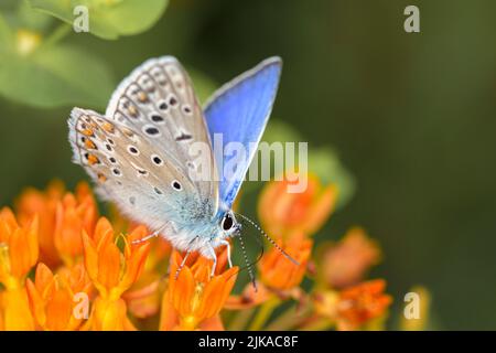 Papillon bleu commun ou bleu commun européen - Polyommatus icarus - reposant sur une fleur de l'herbe à lait du papillon - Asclepias tuberosa Banque D'Images