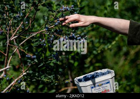 Klaistow, Allemagne. 31st juillet 2022. Une femme cueille les bleuets à la ferme Buschmann Winkelmann asperges, cueillez les bleuets à votre guise. Credit: Fabian Sommer/dpa/Alay Live News Banque D'Images