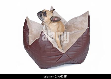 Bulldog français assis dans un lit en forme d'étoile avec matelas à plateau-coussin sur fond blanc Banque D'Images