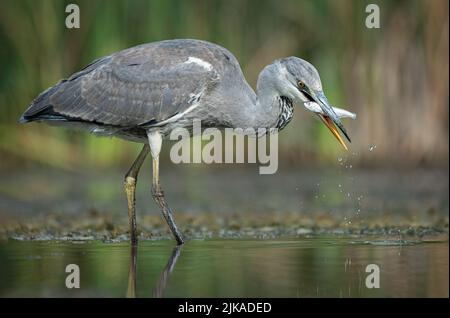 Un gros plan d'un héron gris, Ardea cinerea, comme il se trouve dans la pêche en eau. Il a attrapé un poisson qui est dans son bec Banque D'Images