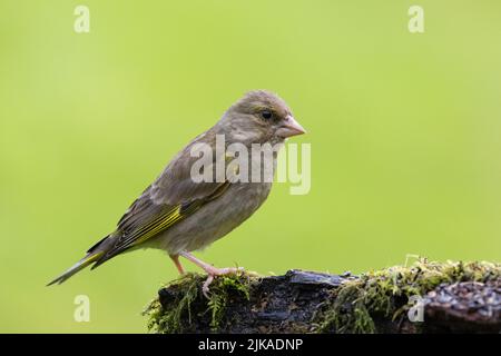 Femelle Greenfinch [ Chloris chloris ] sur une souche moussy avec un arrière-plan propre et hors foyer Banque D'Images