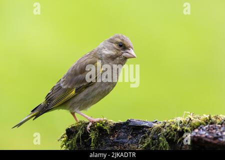 Femelle Greenfinch [ Chloris chloris ] sur une souche moussy avec un arrière-plan propre et hors foyer Banque D'Images