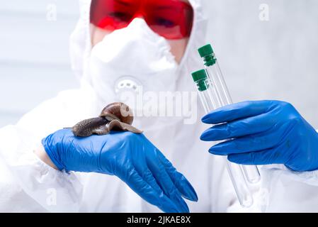 Un scientifique en costume de protection avec un escargot dans ses mains. Étude des propriétés de la mucine de l'escargot. L'utilisation de mucus d'escargot en cosmétologie. Soins de la peau a Banque D'Images