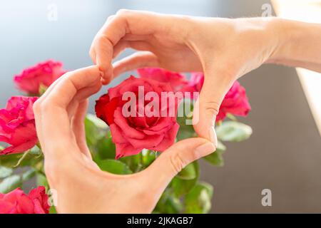 Mains montrant le cœur au-dessus d'une rose Banque D'Images