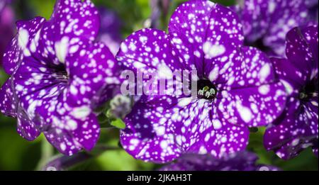 Fleur pétunia à pois blanc violet, gros plan avec mise au point douce sélective Banque D'Images