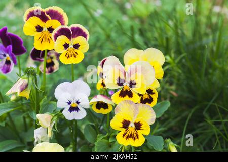 Fleurs de viola tricolor croissant dans un jardin d'été. Photo macro avec mise au point douce sélective Banque D'Images