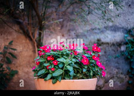 Fuchsia rose fleur de quatre heures ou mirabilis jalapa dans le jardin Banque D'Images