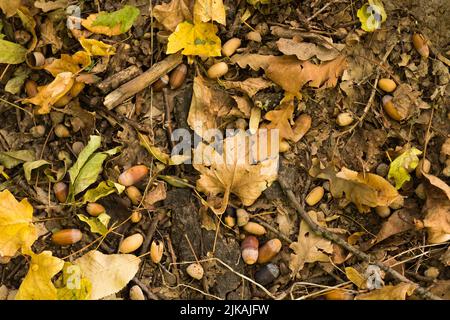 feuilles de forêt d'automne acorns bois de chêne branches Banque D'Images