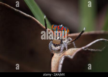 Araignée de Peacock mâle (Maratus clupeatus) affichant ses couleurs de reproduction. Photographié dans la nature sans déranger les araignées ou la flore environnante. Banque D'Images