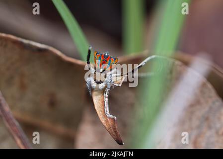 Araignée de Peacock mâle (Maratus clupeatus) affichant ses couleurs de reproduction. Photographié dans la nature sans déranger les araignées ou la flore environnante. Banque D'Images