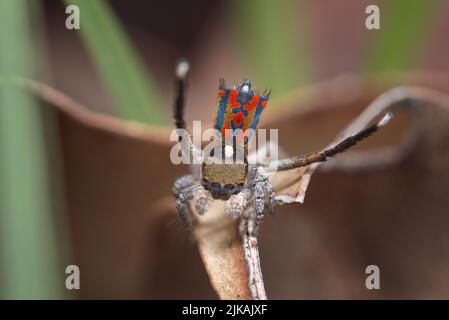 Araignée de Peacock mâle (Maratus clupeatus) affichant ses couleurs de reproduction. Photographié dans la nature sans déranger les araignées ou la flore environnante. Banque D'Images