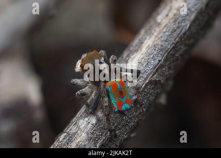 Araignée de Peacock mâle (Maratus clupeatus) affichant ses couleurs de reproduction. Photographié dans la nature sans déranger les araignées ou la flore environnante. Banque D'Images