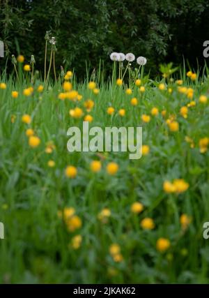 Champ avec pissenlits et petites fleurs jaunes hors foyer, pissenlits dans le champ contre la forêt dans une faible profondeur de champ Banque D'Images