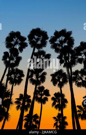 Palmiers balançant dans le vent, coucher de soleil, vue à angle bas, Espagne Banque D'Images