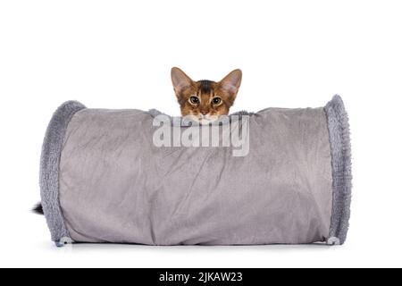 Adorable chaton somalien à la dérive, assis dans un tunnel à jouets. En regardant vers l'appareil photo. Isolé sur un fond blanc. Banque D'Images