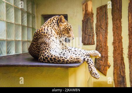 Le léopard du Sri Lanka, Panthera pardus kotiya, dans le zoo de Jihlava, République Tchèque, 15 avril, 2022. (CTK photo/Libor Sojka) Banque D'Images