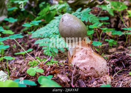Le phallus impudicus, connu familièrement comme le stinkhorn commun, est un champignon répandu dans la famille des Phallaceae (stinkhorn) Banque D'Images