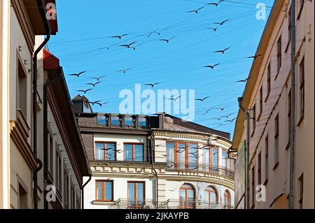 Oiseaux sur des maisons à Ivano-Frankivsk en Ukraine Banque D'Images