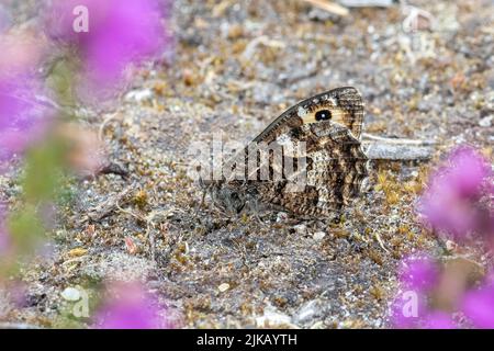 Papillon grisonnant (Hipparchia semele) sur la lande sablonneuse, Surrey, Angleterre, Royaume-Uni Banque D'Images