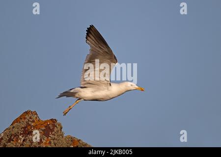 Moins de Black-Backed Gull sur Skokholm Island pays de Galles Banque D'Images