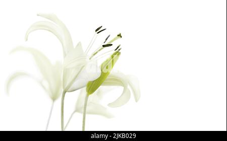 Fleurs de nénuphar blanc sur fond blanc. Mise au point sélective, espace de copie. Banque D'Images