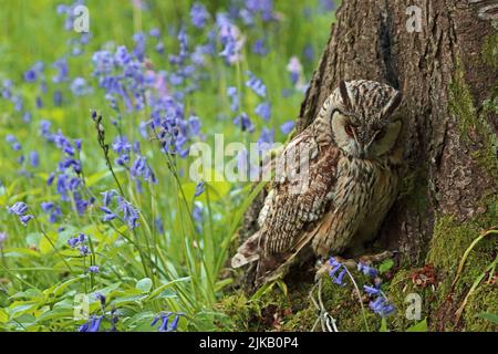 Hibou à longues oreilles (ASIO Otus) perché à la base du tronc de l'arbre Banque D'Images