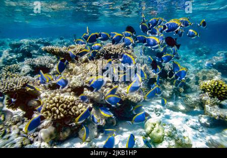 Groupes d'alimentation sociale du 'Powder Blue Tang', Acanthurus leucosternon, sur un récif peu profond dans les Maldives. Banque D'Images