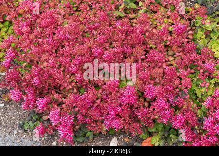 Sedum spium un été automne violet plante de fleur vivace communément connu sous le nom de grès caucasien, image de stock photo Banque D'Images